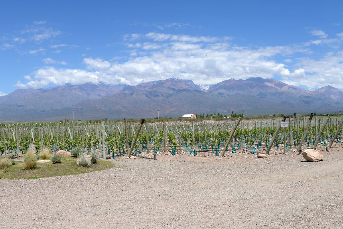 05-02 Gimenez Rilli Winey With Mountains Beyond On The Uco Valley Wine Tour Mendoza
